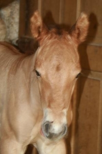 foal by E.R.