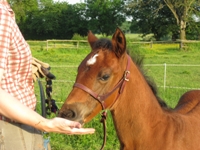 foal by HTS 1
