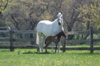 filly by Quite Easy