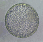 embryo