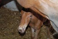 foal by Topsail Whiz