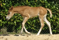 foal by Zippos Sensation
