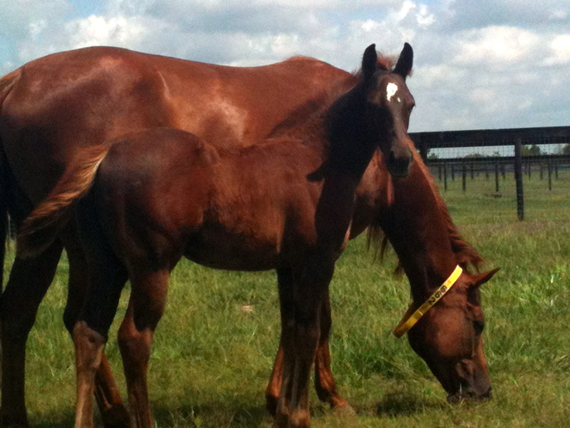 Mare and Baby