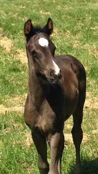 Foal_2014_Beyonce_Bugatti