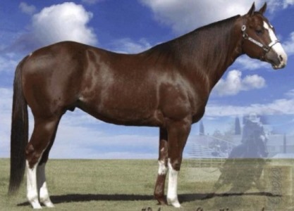 Stallion_As Good As Nick Gets Side Profile