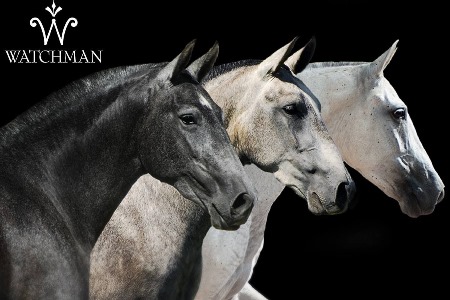 Watchman_Mares