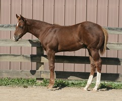 Foal_2014_Choclate Gladiator_Zips Chocolate Chip