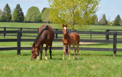 SBS - VS_mare and foal