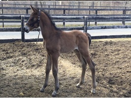 Foal_2015_Colt_Everdale x Ramboullet