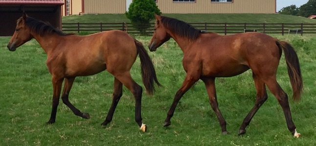 Double The Fun - Burt and Berty Pasture