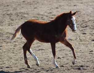 Sassy foal