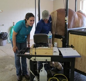 The History of the Timed Insemination Protocol - Ultrasound