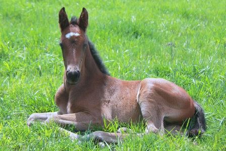 Managing and Feeding the Orphaned Foal - Shep Laying Down