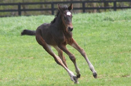 Managing and Feeding the Orphaned Foal - Phoebe Running