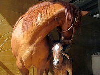 Foal_2016_Colt_Im The Real Deal x Oakie Doqui ET SERC 200x