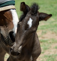 Foal_2016_Crowned_Crown Affair x Toyster Gold 200x