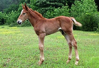 Foal_2016_Cabin Crimson Lad_Ramiro B x Jumbo 200x