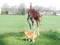 Foal_2016_Filly_One Hot Krymsun x JJ Invest N Diamonds 200x
