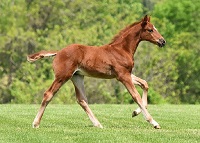 Foal_2016_Bristol HTF_Bugatti Hilltop x Chiquita HTF 200x