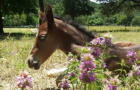 Foal_2016_Leilani_Contango x Dolce A Vita 200x