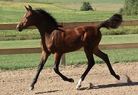 Foal_2016_Cyan Star Countess_Get Busy x Cyan Star County Cork 200x