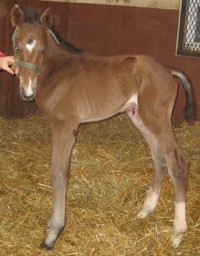 Wamberto colt