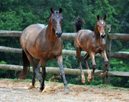 Firenze HF small