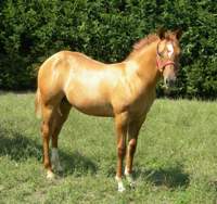 Topsail Whiz foal