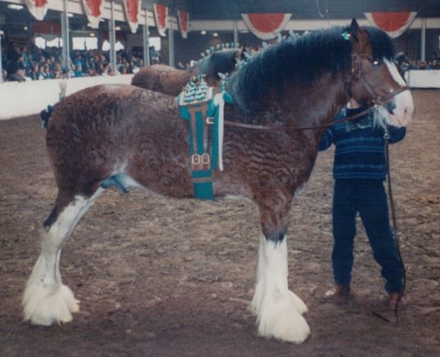 Stallions_Hilloor Fusilier as 5 YO