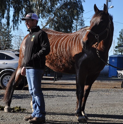 Pioneer Equine_Appreciation Day 2017 Painted Horse