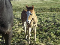 Foal_2017_Colt_Wimpys Little Step x Smart Chic Katie 200x