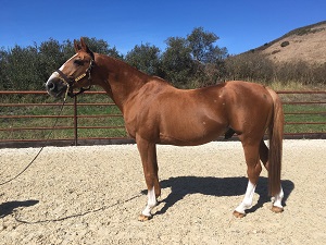 Pomponio Ranch_Uno de Laubry