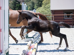 Pomponio Ranch_Qhaleesi PR (Presley Boy x Gina)