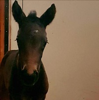 Foal_2017_Jaguar's Jewell_Jaguar Mail x EM Frangelina 200x