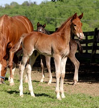 Foal_2017_Forrest Flame x Alkmene GF 200x