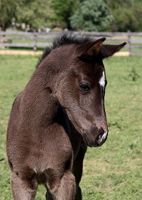 Foal_2017_Filly_Doctor Wendell x Winslette 200x