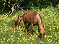 FOal_2017_Chigger_Kit Dual x I'll Play Smart 200x