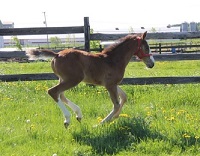 Foal_2017_Max Errazuriz ZLD_Popeye K x Rio Bella 200x