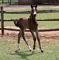 Foal_2017_Delphenia_David Bowie x Wiesling 200x