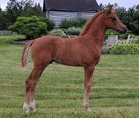 Foal_2017_Colt_Everdale x Zsa Zsa 200x