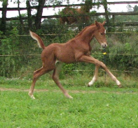 Natalia colt 200