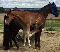 Foal_2017_Bet Hesa Cat x Lil Peptorella 200x