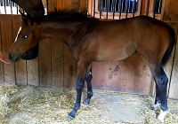 Foal_2017_Wrighteous LJS x Telula 200x