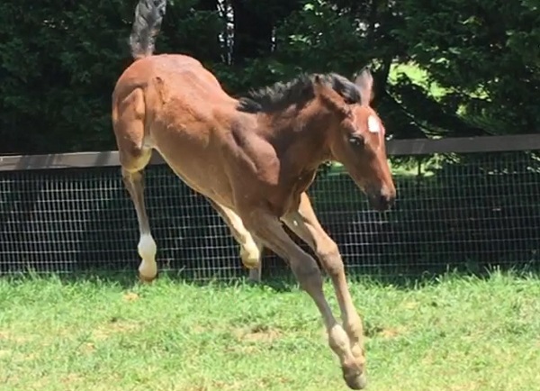 Foal_2017_Filly_Dressage Royal x Benidetta III LG