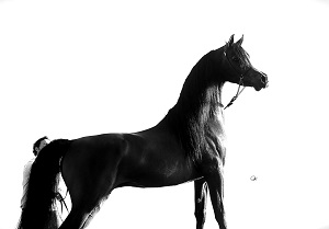 Giacomo Capacci_Kahil Al Shaqab