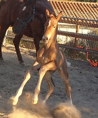 Foal_2018_Nightendale_Everdale x Ilima 200x