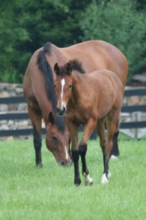 Orlando foal