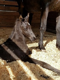 ^Foal 2018_Colt_Glamourdale x Fillistern 200x