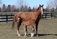 Foal_2018_MBP Galaxy_Ulmar Mail x Flight Of A Dream 200x