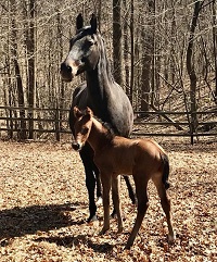 Foal_2018_Nova_Negro x Simona 200x
